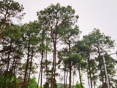 -铁山坪森林公园