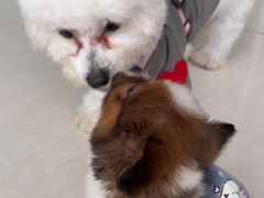 -乐琪宠物医院·犬猫专科·骨外科·急重症