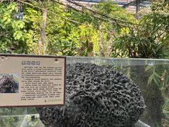 -呀路古热带植物园