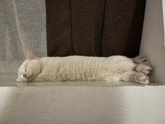 -纳吉亚猫专科动物医院·北北分院