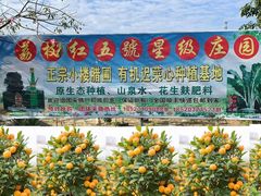 -荔枝红五号农庄