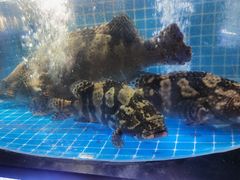 石斑鱼-福禧荟·海鲜自助
