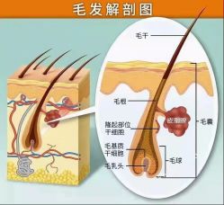 -诗碧曼·头疗养发馆