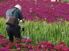 -松山湖梦幻百花洲
