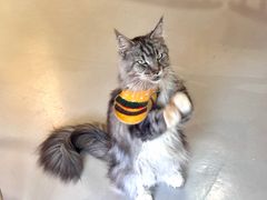 -豆逗聊愈猫阁Easy Life