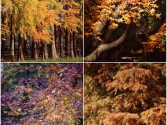 -上海共青森林公园