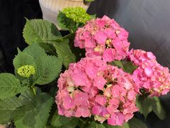 -石家庄市植物园