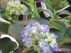 -平吉花卉市场