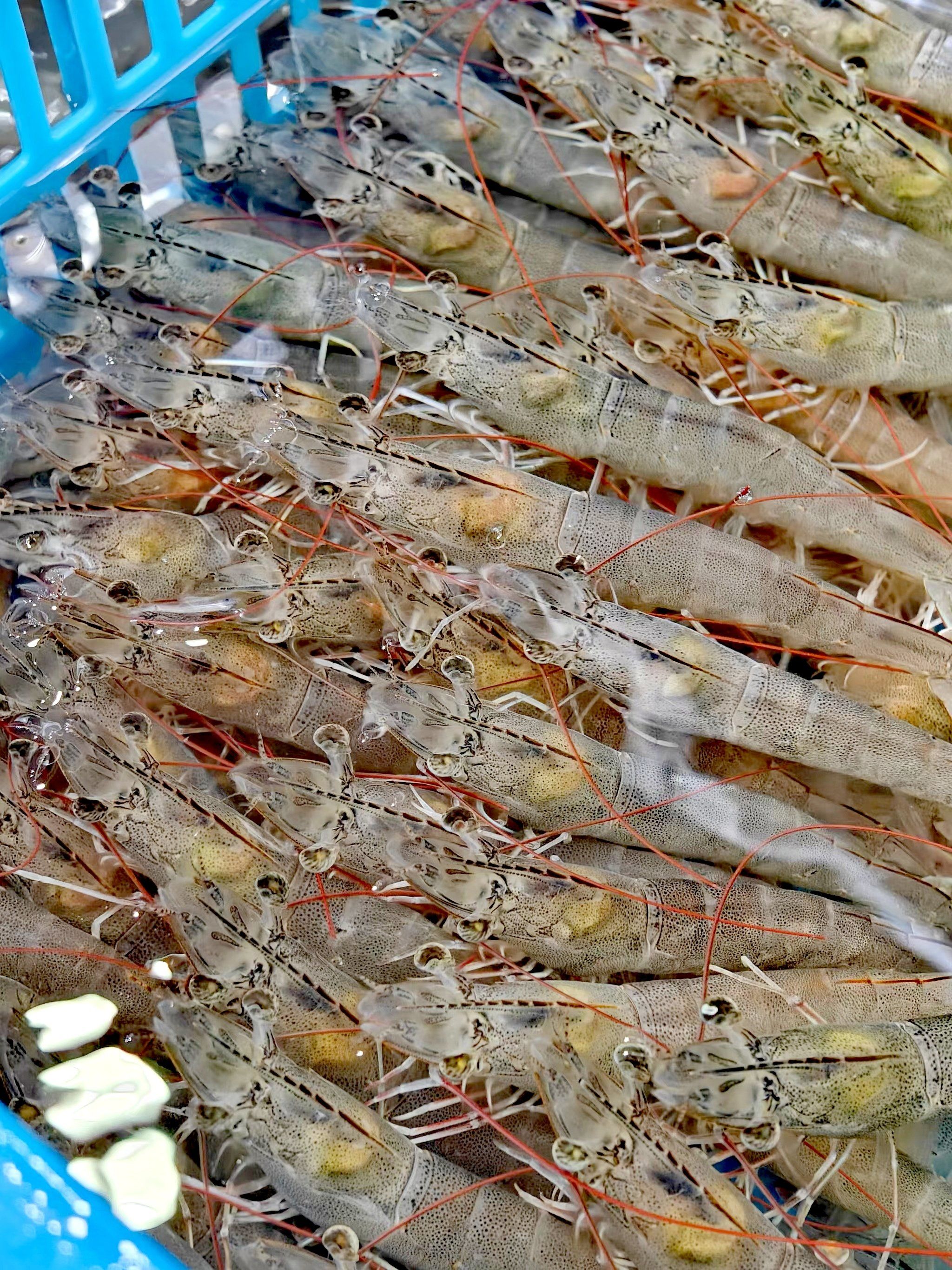 自己动手丰衣足食
看见水池里的基围虾很生猛,个个都是生龙活虎
