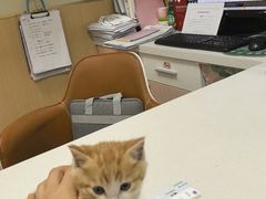-康成宠物医院24H·CT·核磁共振