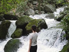 -天目山大树王景区