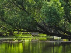 -上海共青森林公园