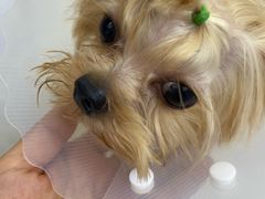 -达爱动物医院·犬猫分区·CT·复杂眼科(远洋山水分院)