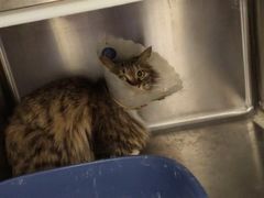 -萌兽医馆·犬猫专科·眼科中心·宠物医院(朝阳门分院)