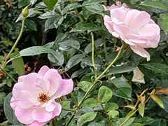 -人民公园(罗湖区)