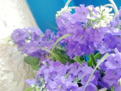 -Sirena海妖日咖夜酒