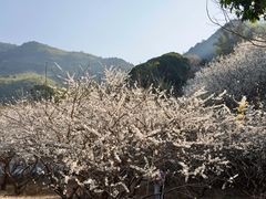 -广州市流溪河国家森林公园