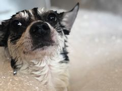 -PETKIT小佩宠物(古北店)