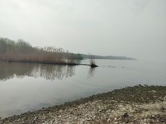 -合肥滨湖国家森林公园
