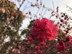 -南汇桃花村