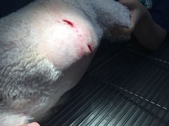-喜多萌中农锦绣动物医院24H·猫科·牙科MRI·CT