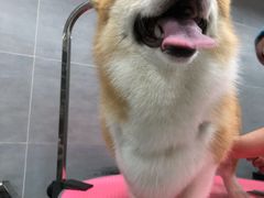 -宠福鑫康馨动物医院·骨科·眼科