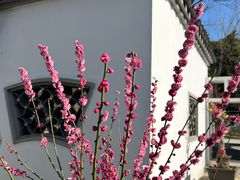 -无锡梅园公园
