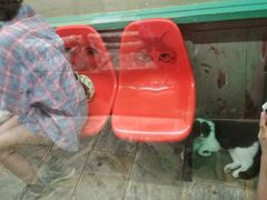 -猫咪博物馆(顶澳仔猫街店)