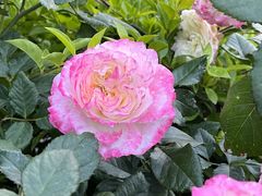 -人民公园(罗湖区)