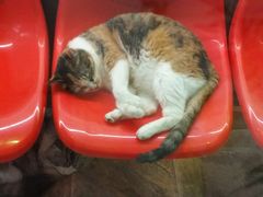 -猫咪博物馆(顶澳仔猫街店)