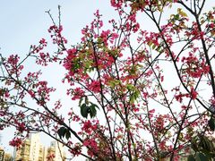 -纪念孙中山市政公园