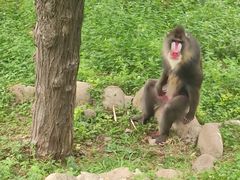 -西安秦岭野生动物园