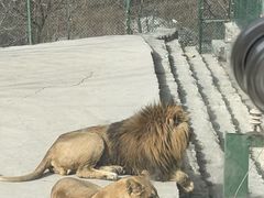-栾川竹海野生动物园