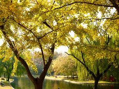 -上海共青森林公园