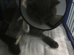 -中农大我爱我爱24h动物医院·中医针灸·猫专科·骨科医疗中心(双井店)