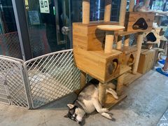-more than meow吴止猫主题餐厅(承德 中船汇店)