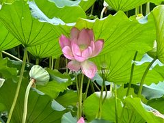 -荔湾湖公园