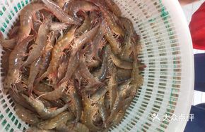 Fresh Live Shrimp