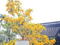 -莲花山公园
