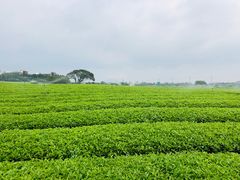 -雪绿茶博物馆
