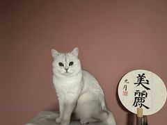 -糯米喵星人总部直营旗舰店·猫舍·幼猫出售