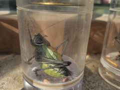 -中环花鸟鱼虫市场
