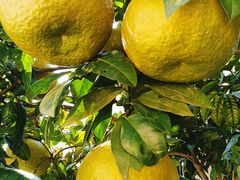 -梅州天地人花园酒店(梅县人民广场店)