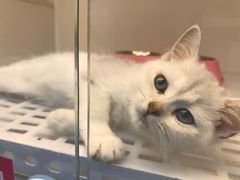 -lincat·猫舍(广州店)