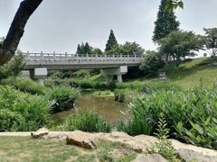 -羊山湖公园