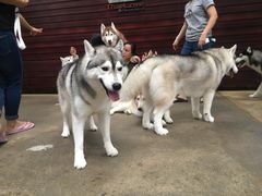 -TrueLove @ Neverland (Husky Cafe)