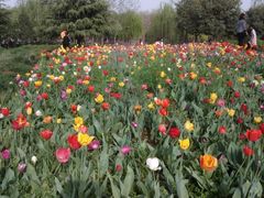 郁金香花海-洛阳郁金香牡丹园