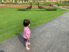 -光明小镇欢乐田园
