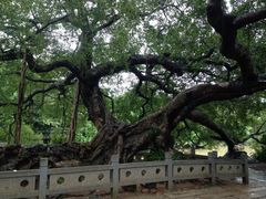 -小洲村