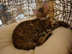 -猫腻·猫咖·撸猫馆(星光大道店)